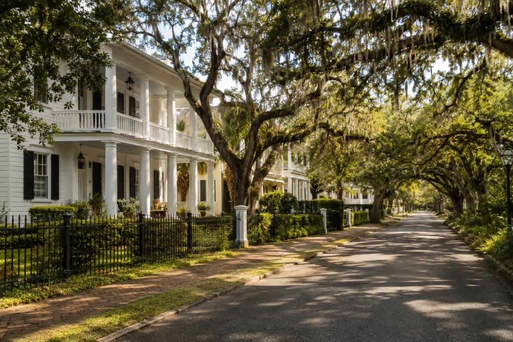 southern street with oak lined canopy